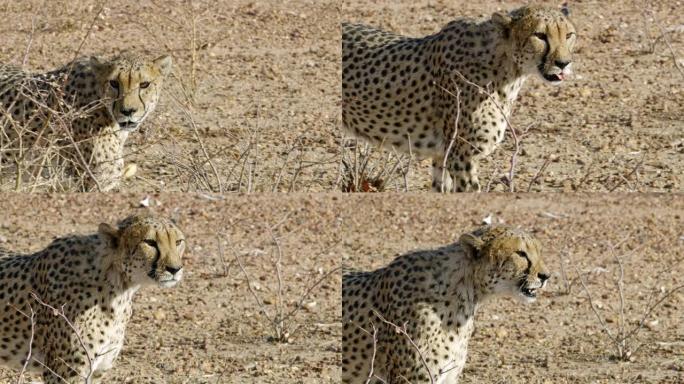 非洲纳米比亚的肖像画猎豹跟踪