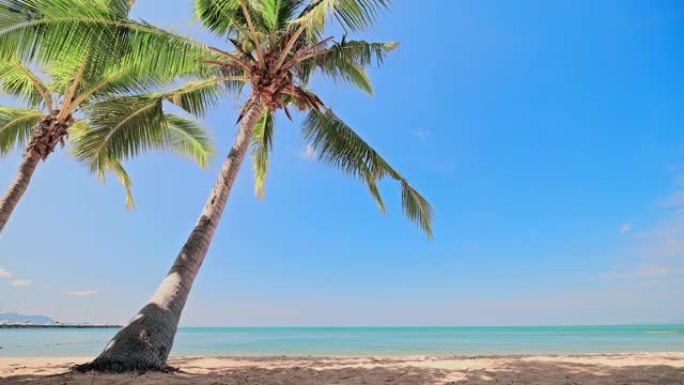 海滩上的椰子树海滩上的椰子树沙滩大海边