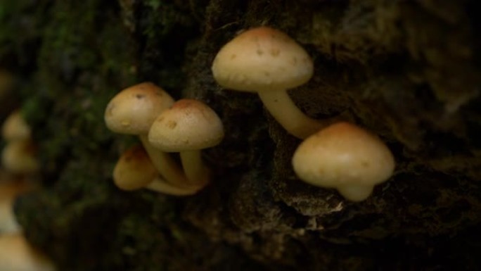 宏观，dop: 与秋天森林中的树木共生生长的树木真菌。