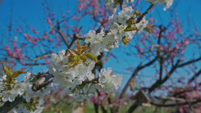 樱桃树上盛开的白花逆天