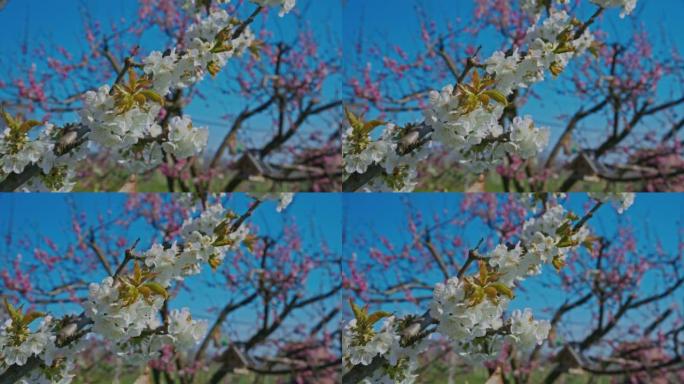 樱桃树上盛开的白花逆天