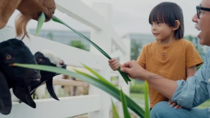 小男孩喜欢在农场喂山羊。