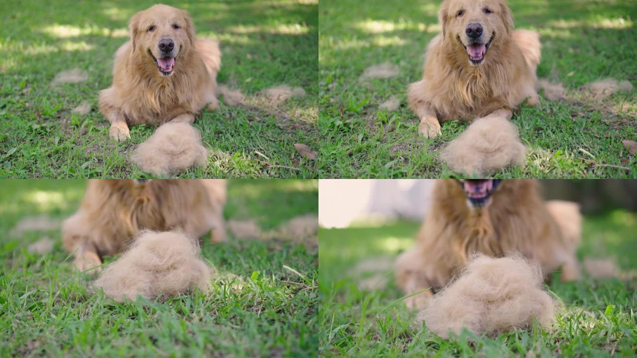 金毛猎犬躺在草地上，拉毛