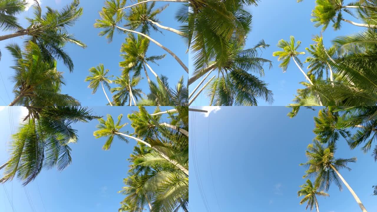 自下而上: 高耸的棕榈树冠在微风中摇曳的风景