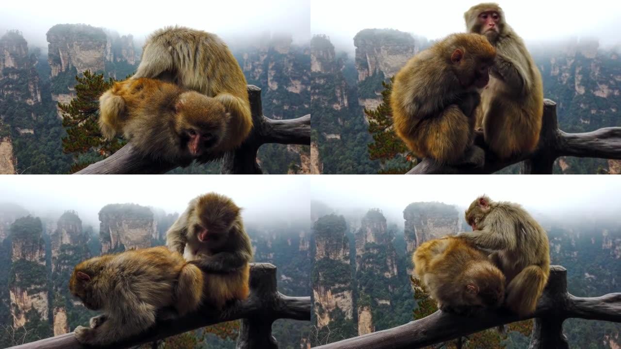 许多猕猴生活在中国张家界