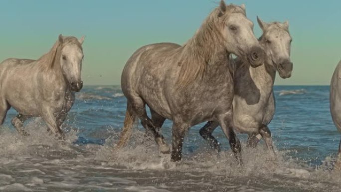 超级慢动作dapple灰色马在阳光充足的海水中奔跑