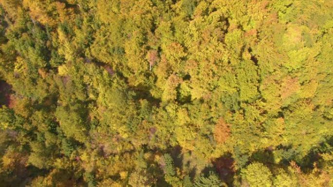 自上而下: 在阳光明媚的秋天，在一片巨大的森林上飞行，改变着颜色