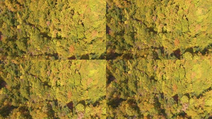 自上而下: 在阳光明媚的秋天，在一片巨大的森林上飞行，改变着颜色