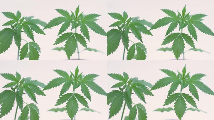 MACRO:近距离拍摄了两棵生长在里面的绿色大麻。