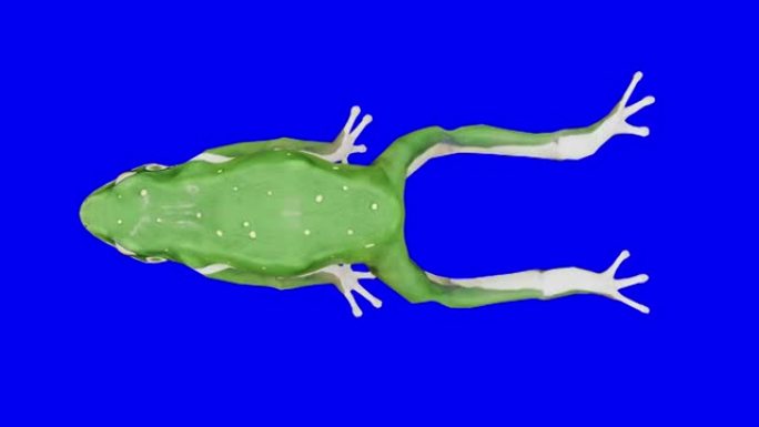 慢动作在蓝箱上运行绿色青蛙。动物的概念，野生动物，游戏，返校，3d动画，短视频，电影，卡通，有机，色