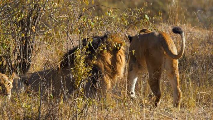 狮子和母狮在阳光明媚的野生动物保护区摩擦脸