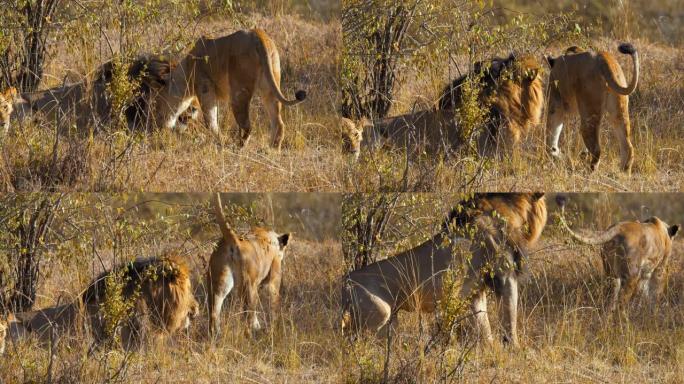 狮子和母狮在阳光明媚的野生动物保护区摩擦脸