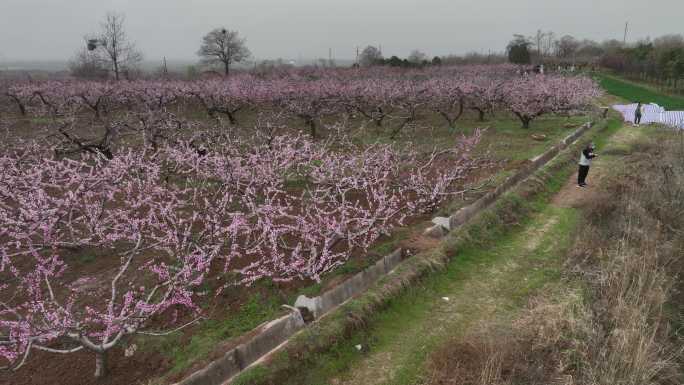 零口水库和桃花