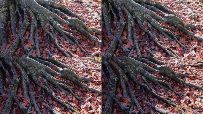 秋天的落叶嵌在树根的缝隙中