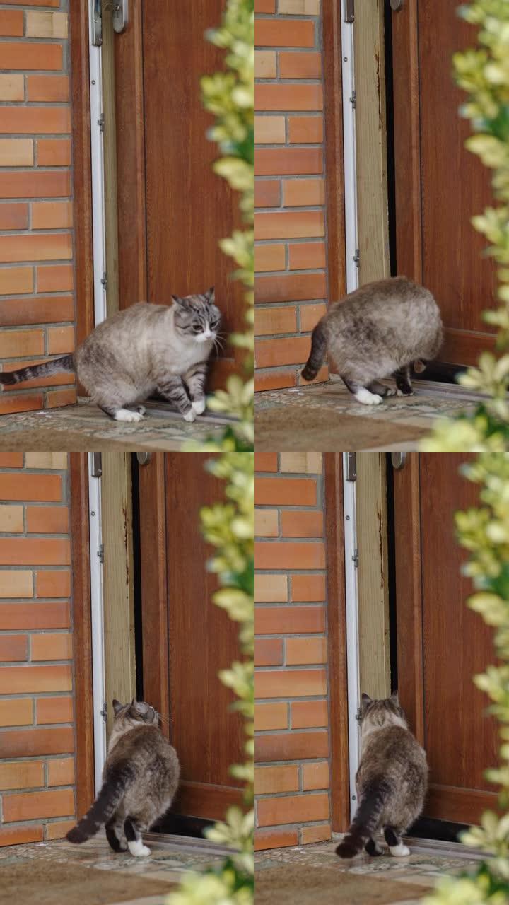 猫的SLO MO垂直射击通过跳到门把手上打开入口门