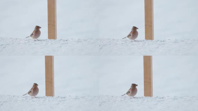 特写: 可爱的小雀鸟在寒冷的冬天咬种子。