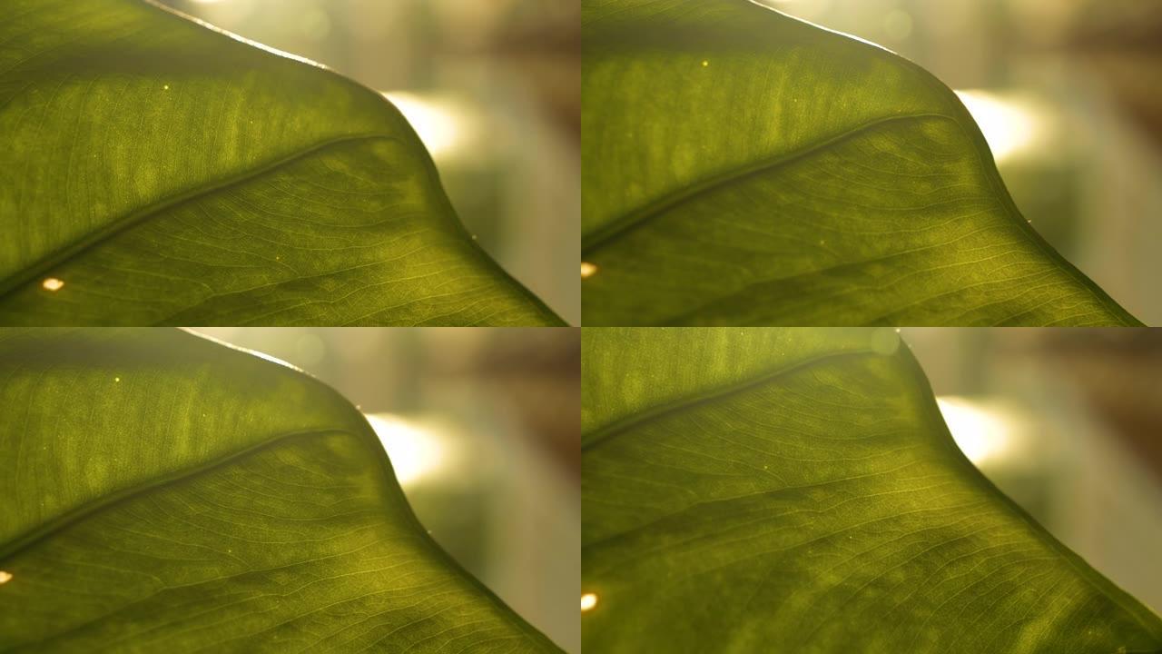 宏观，镜头耀斑: 充满活力的绿叶的美丽纹理和静脉图案