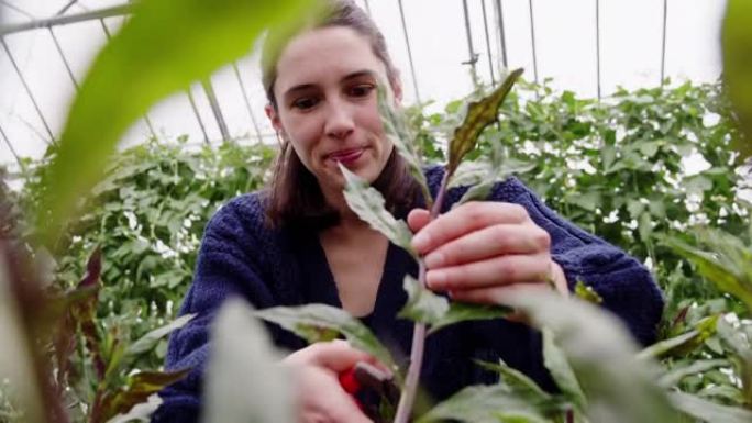 在商业温室中照顾植物的女工