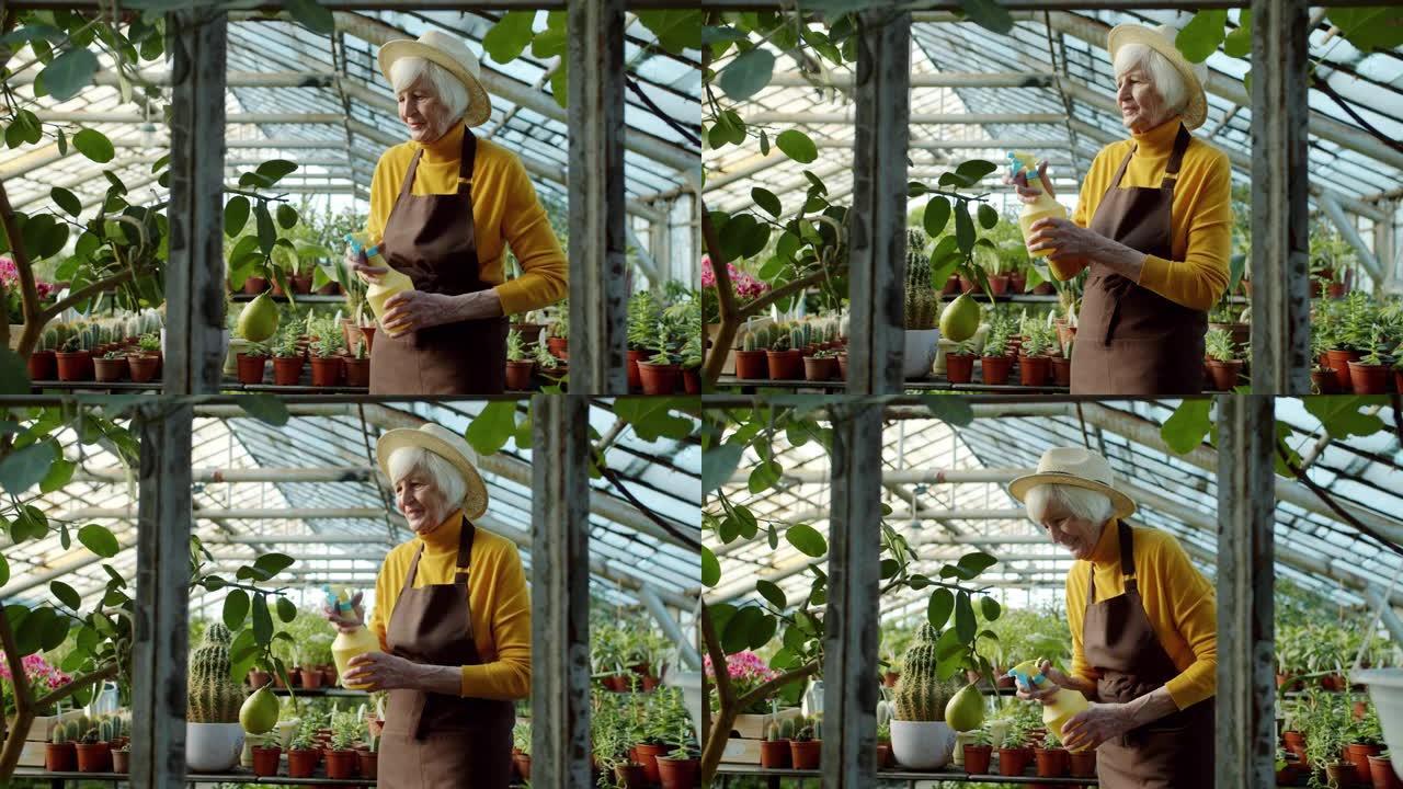 快乐农民老太太在温室里浇水树的慢动作触摸水果微笑