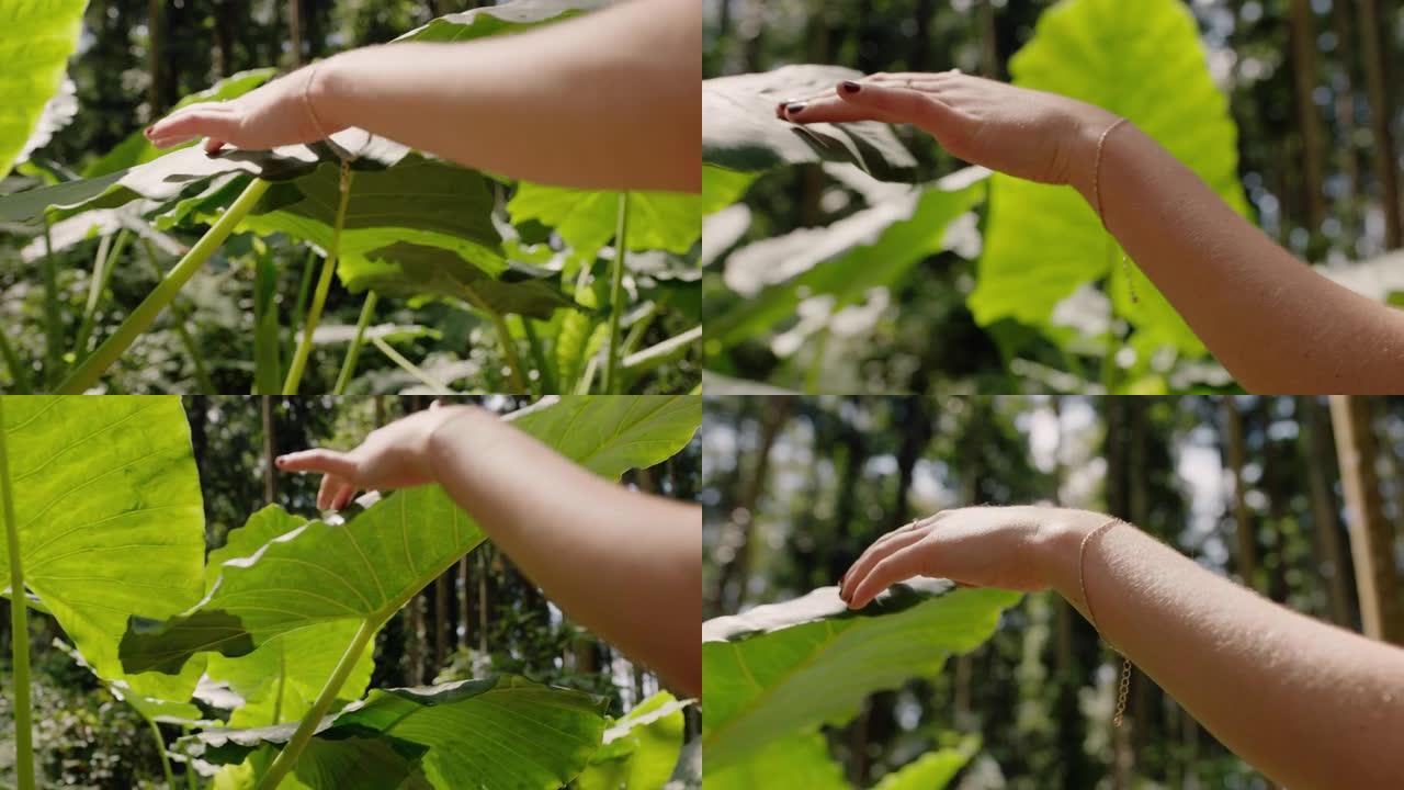 自然女人手触摸植物漫步在森林中探索郁郁葱葱的热带丛林享受自然美景特写4k