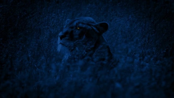 发光的眼睛母狮晚上在长草中转身