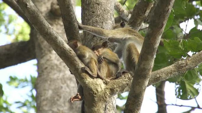 猴子家族坐在树上