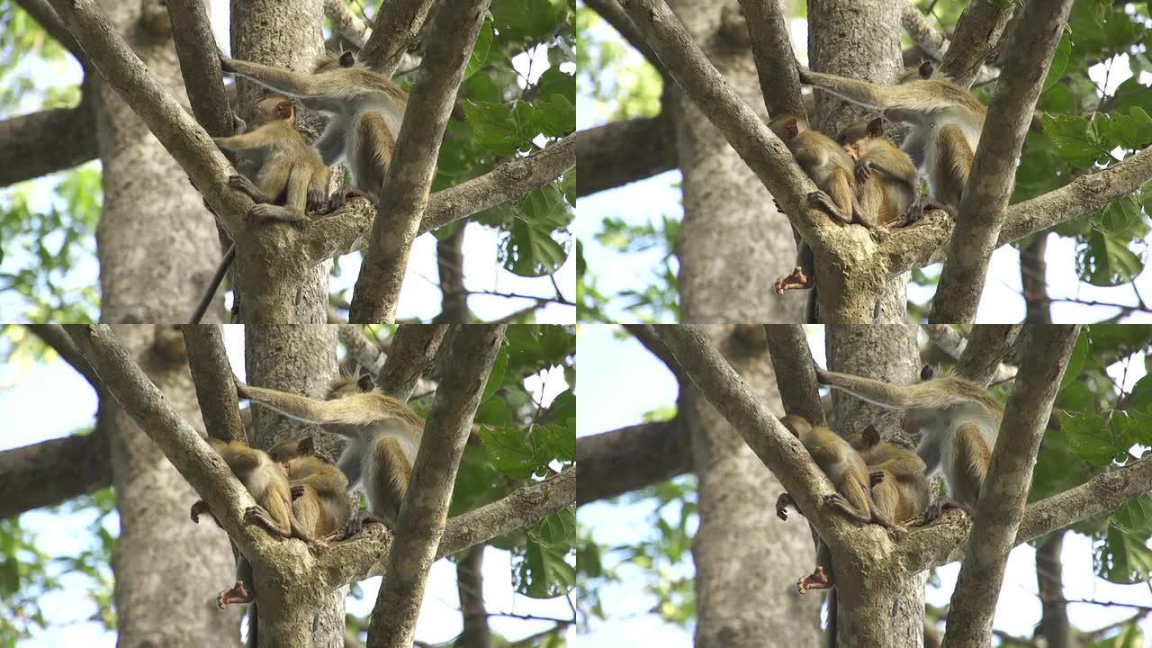 猴子家族坐在树上