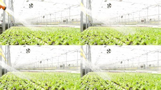 超级SLO MO园丁在温室内浇灌绿色生菜植物