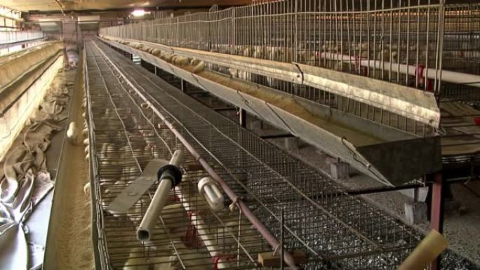 阿根廷恩特雷里奥斯省家禽农场的笼子里的小鸡。