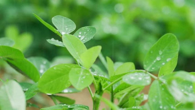 落雨花生叶庄稼地下雨天农作物下雨