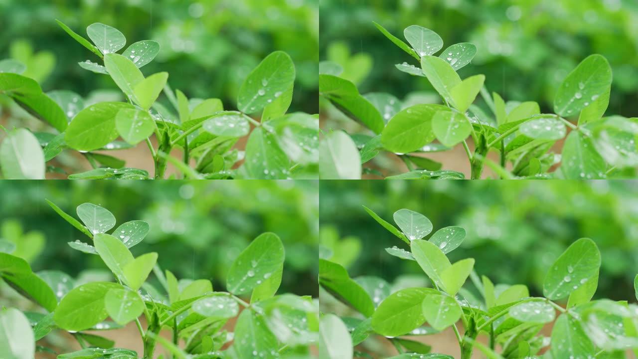 落雨花生叶庄稼地下雨天农作物下雨