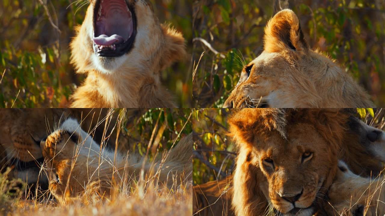 关闭疲惫而深情的母狮在阳光明媚的草地上打哈欠，她的狮子在野生动物保护区