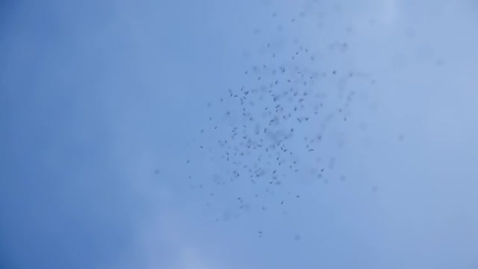 蚊子在蓝天上飞翔一群蚊子视频素材
