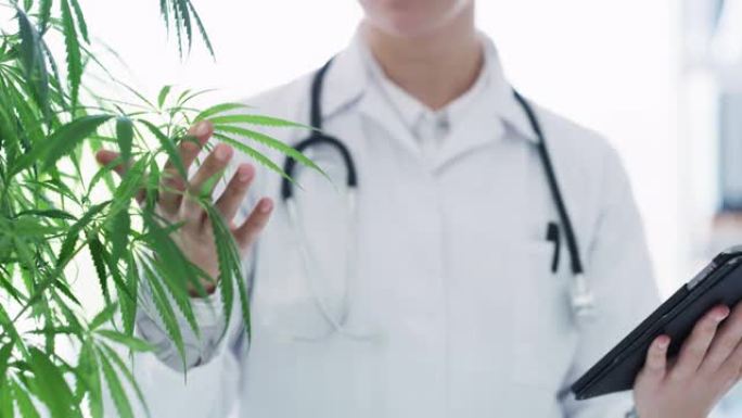 大麻在医学界占有一席之地