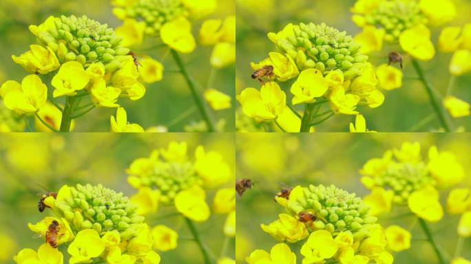 春季油菜籽花上的近距离蜜蜂