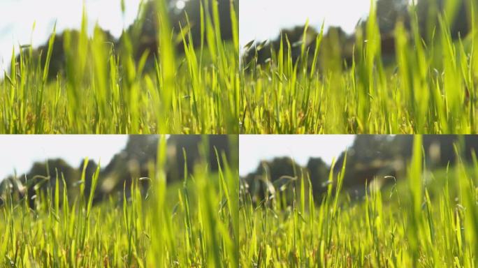 宏观，波克: 春天温暖的阳光照亮了生机勃勃的绿色草坪。