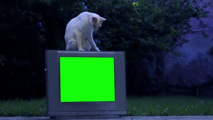 白猫坐在绿屏的旧电视上。