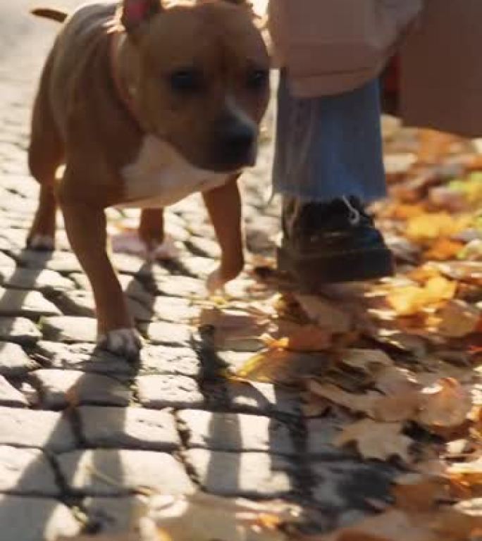 在美丽的秋日遛狗爱犬同行悠闲漫步金色时光