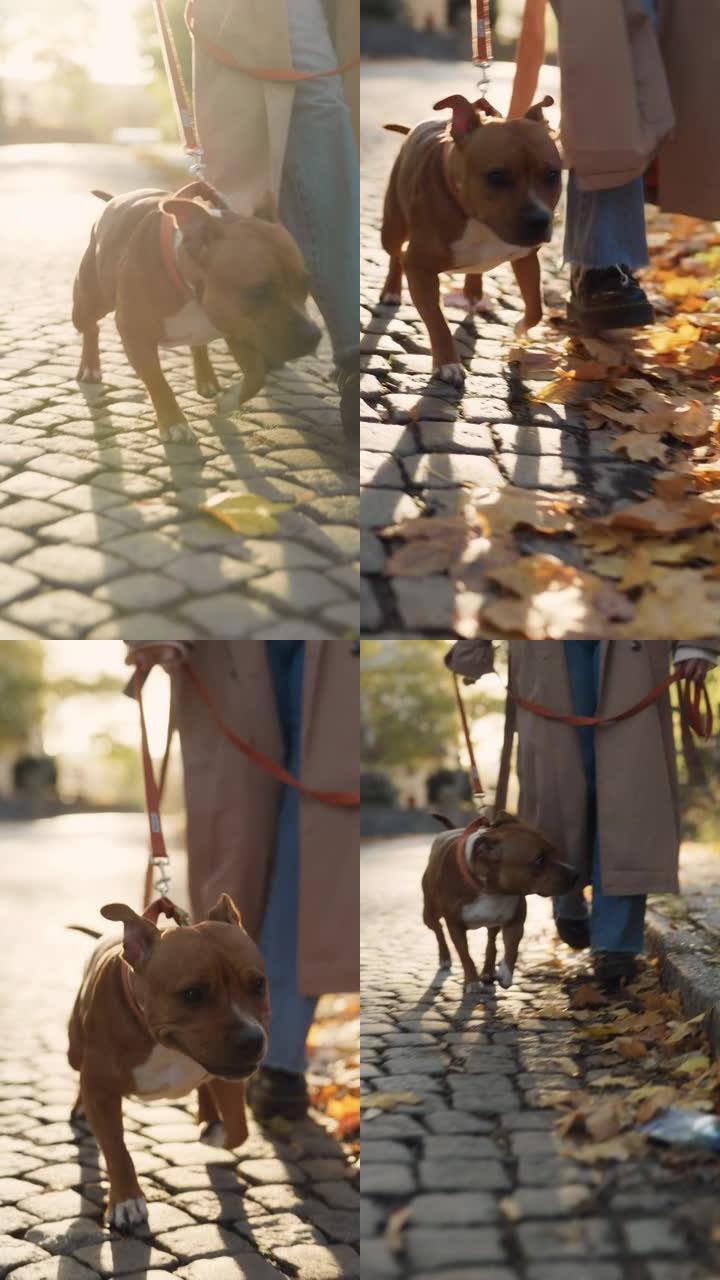 在美丽的秋日遛狗爱犬同行悠闲漫步金色时光