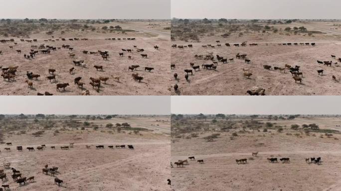 寻找食物和水的瘦自由漫游牛的鸟瞰图。干旱，气候变化