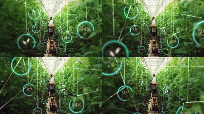 专业的男性生物工程师检查现代垂直农场作物的生长进度。拥有平板电脑的人在高科技温室中种植有机食品或植物