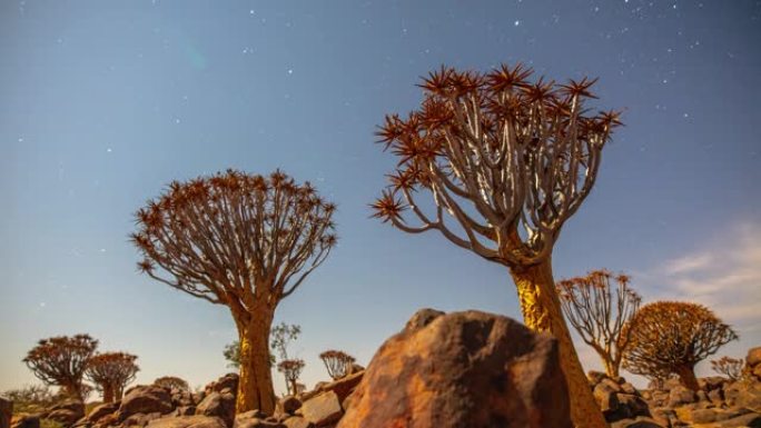 非洲纳米比亚阳光明媚的沙漠中的MS延时颤抖树