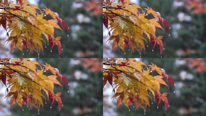 秋时红叶随雨变色春雨蒙蒙细雨秋季