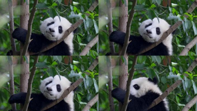 熊猫熊宝宝要睡在树上。小熊猫躺在树上，用爪子闭上眼睛。UHD, 4K