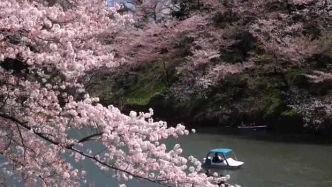 樱花花瓣落在日本东京的Chidorigafuchi公园公园