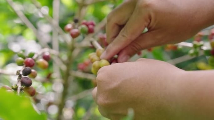 女农夫手工采摘成熟的罗布斯塔咖啡浆果进行收获