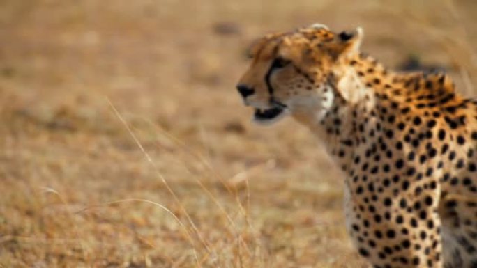 慢动作使猎豹在野生动物保护区的草地上行走
