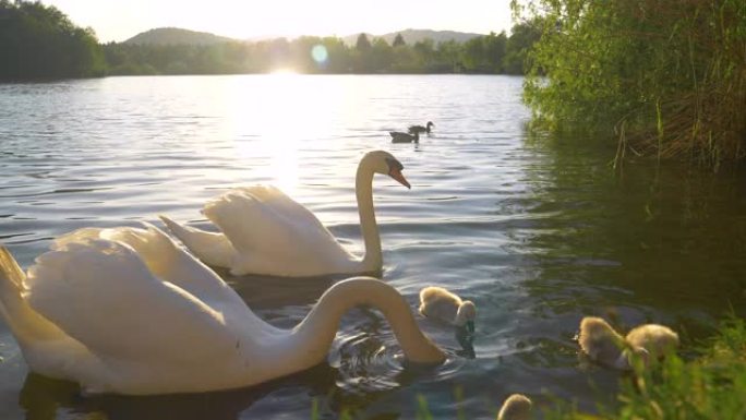 镜头耀斑: 金色的傍晚阳光照在湖中觅食的天鹅家庭上。