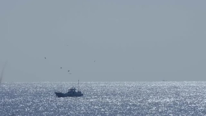 海鸟和渔船捕食海面上的小鱼