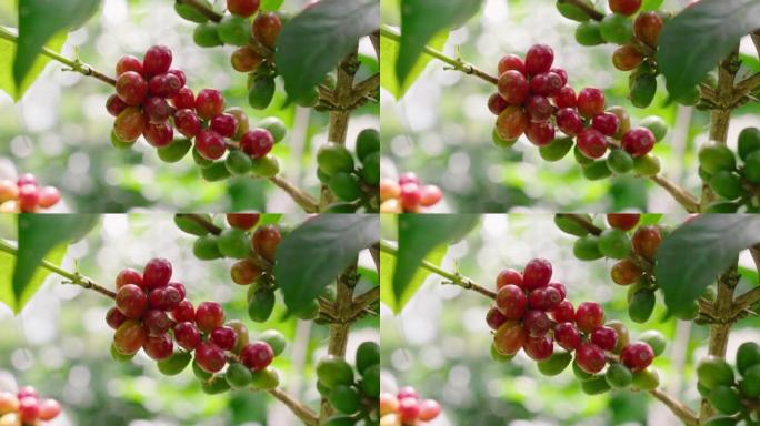 阿拉比卡咖啡豆樱桃在咖啡种植园的分支中成熟